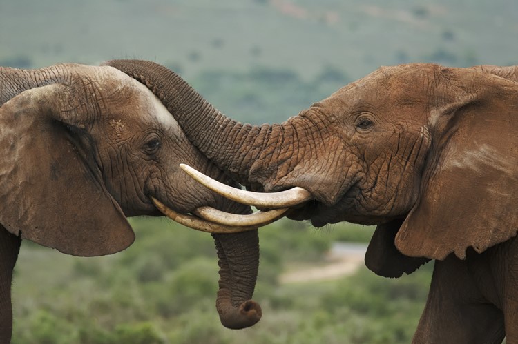 Addo Elephant National Park, Zuid-Afrika
